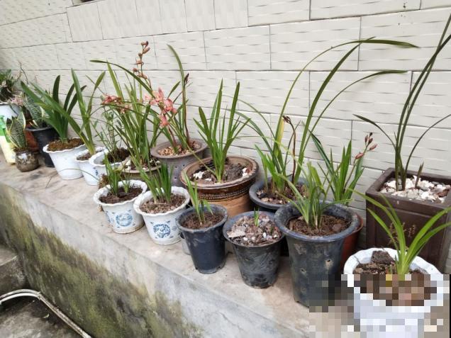 自制养根水，每月给花浇一点，叶子不黄根长得旺！