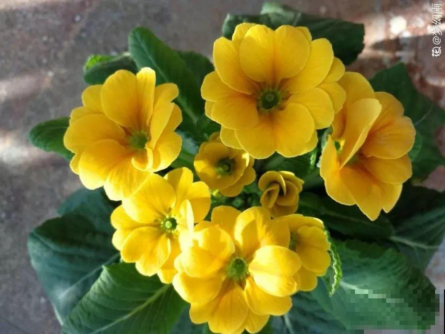 这花品种一年比一年多，五颜六色，新手照样也能养爆盆！
