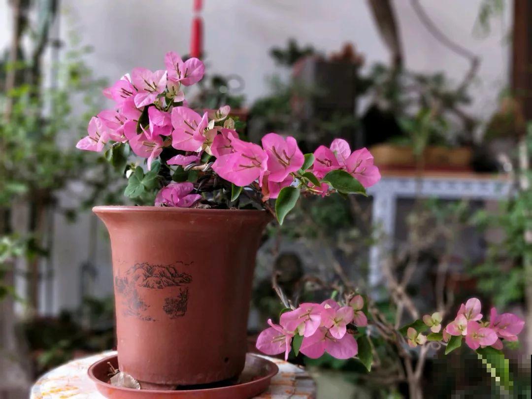 想养好花，就得付出劳动，从开花到结果，无一不是美的！