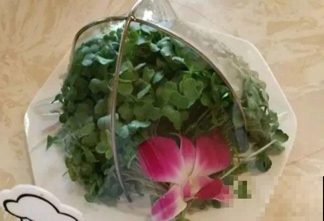 15块的黄金菜，自己在家就能种，成本只要1块钱！