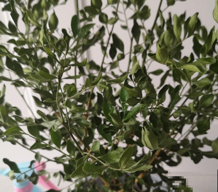 阳台盆栽九里香，回家老远就能闻到，邻居直羡慕！