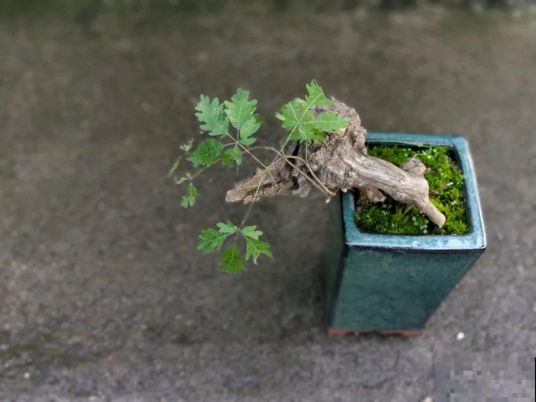 想养好花，就得付出劳动，从开花到结果，无一不是美的！