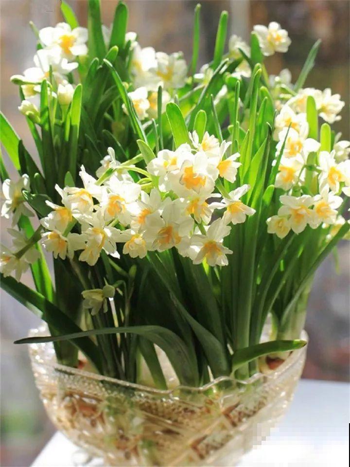20种花再冷也不怕，过年正好开花，现在养还来得及！