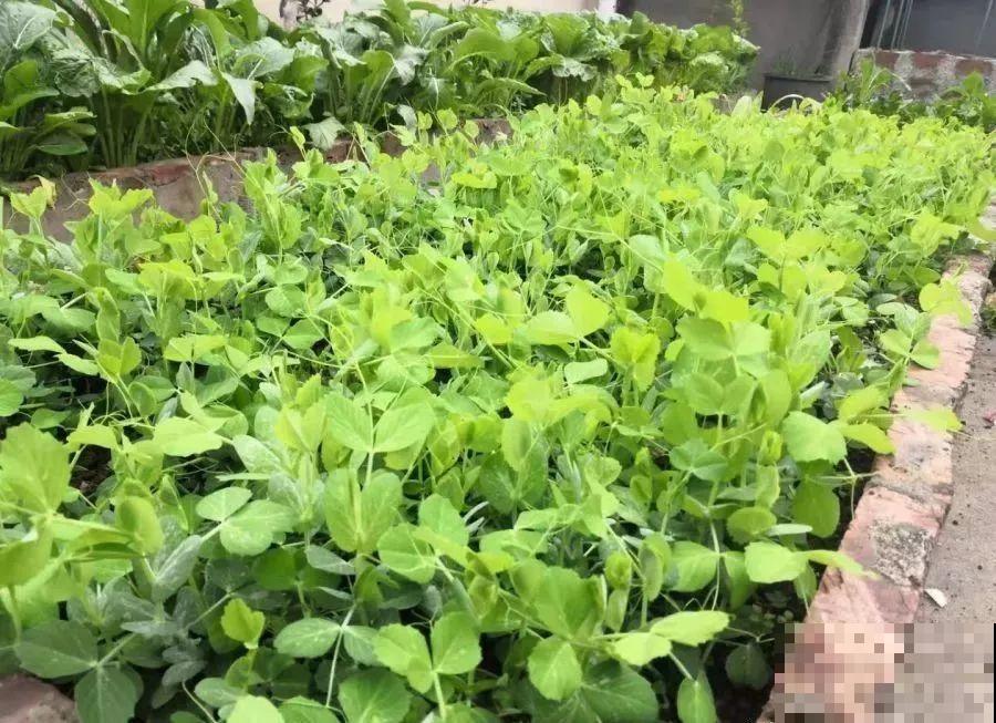 她在楼顶养花种菜，再喂喂鸡，日子过得悠闲又自在！