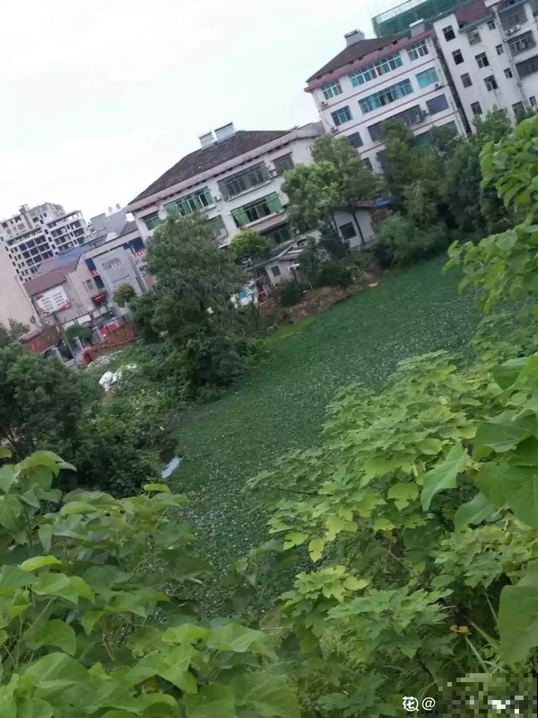 2种“入侵草”，千万别乱扔，小心没地方落脚！