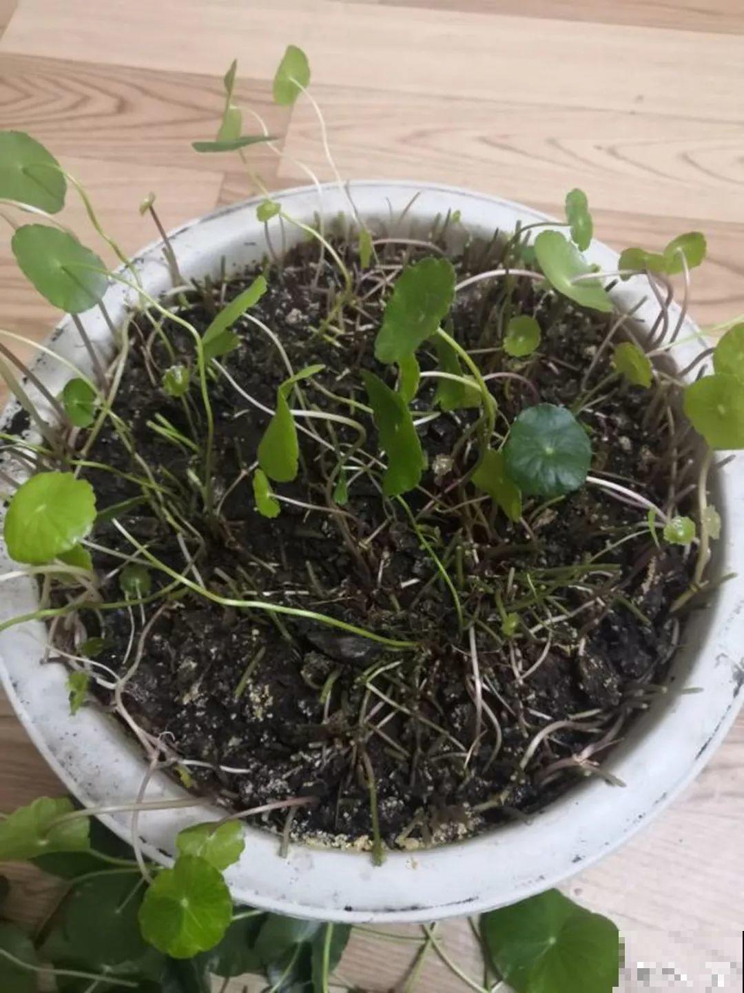 这7种花，冬天会假死，千万别丢垃圾桶！