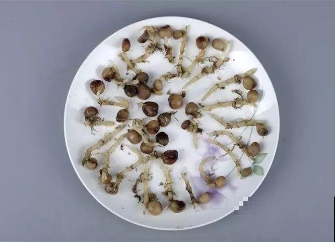 养这花真赚钱，一年能生3麻袋，邻居朋友抢着要！