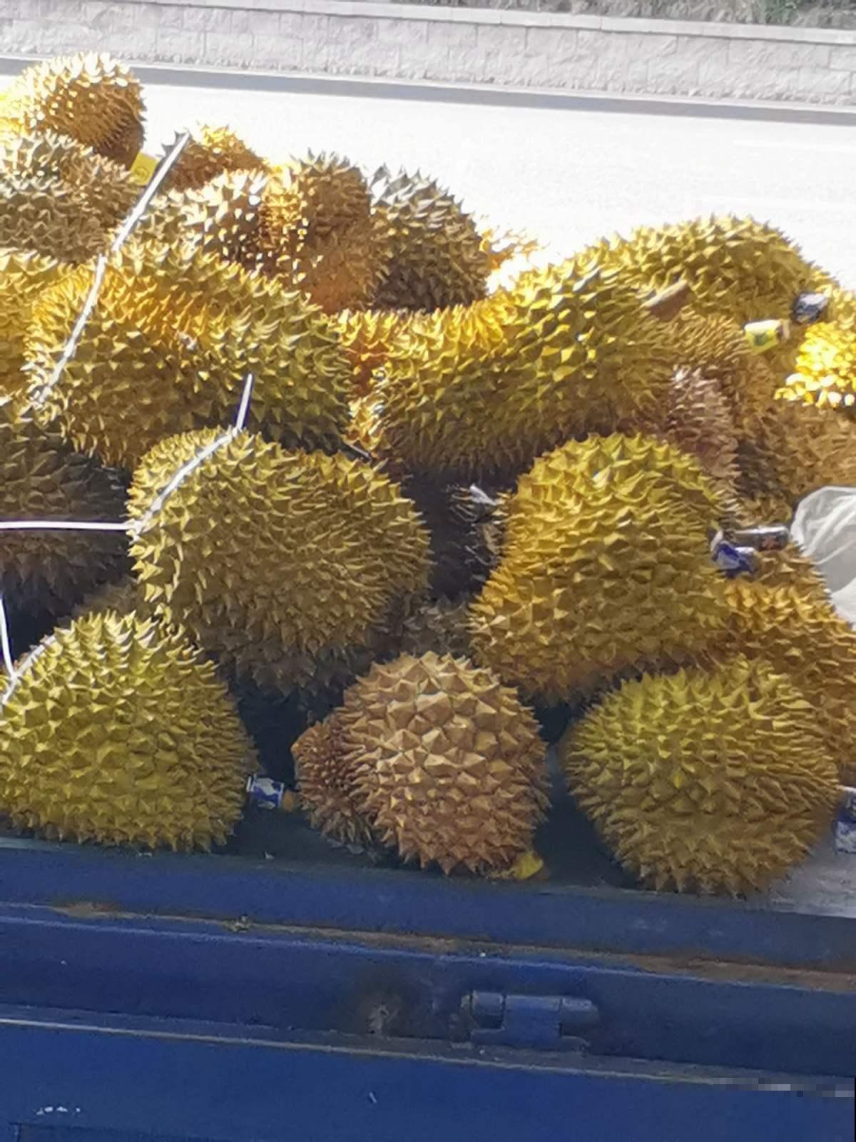 原来这东西的籽也能种，随便往盆里一塞，长出树苗特有成就感！