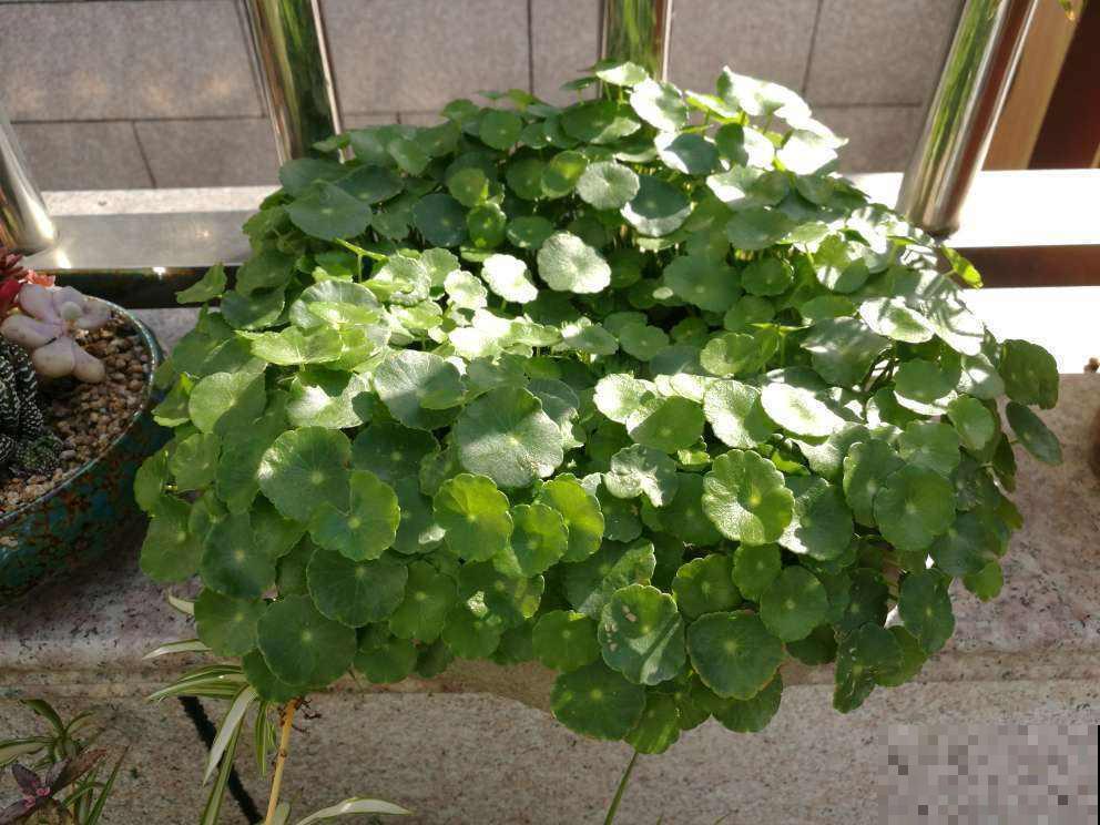 阳台面积小也没事，就选这5种花，玲珑可爱很好养！