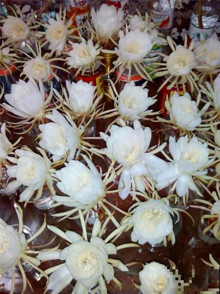 这种有“灵性”的花，一夜开了几十朵，再晚也要等花开！