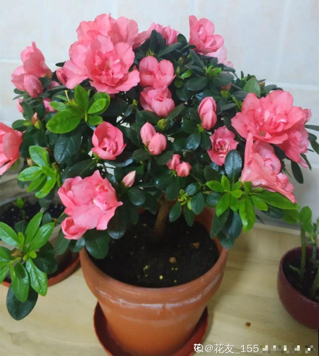 都说这花难养，10年不换盆，年年开花成宝贝！