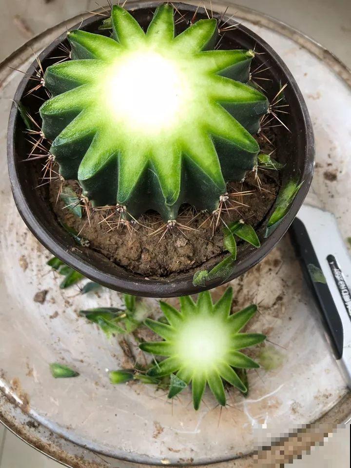 仙人球切一半，插上蟹爪兰就生根，花量比去年多一倍！