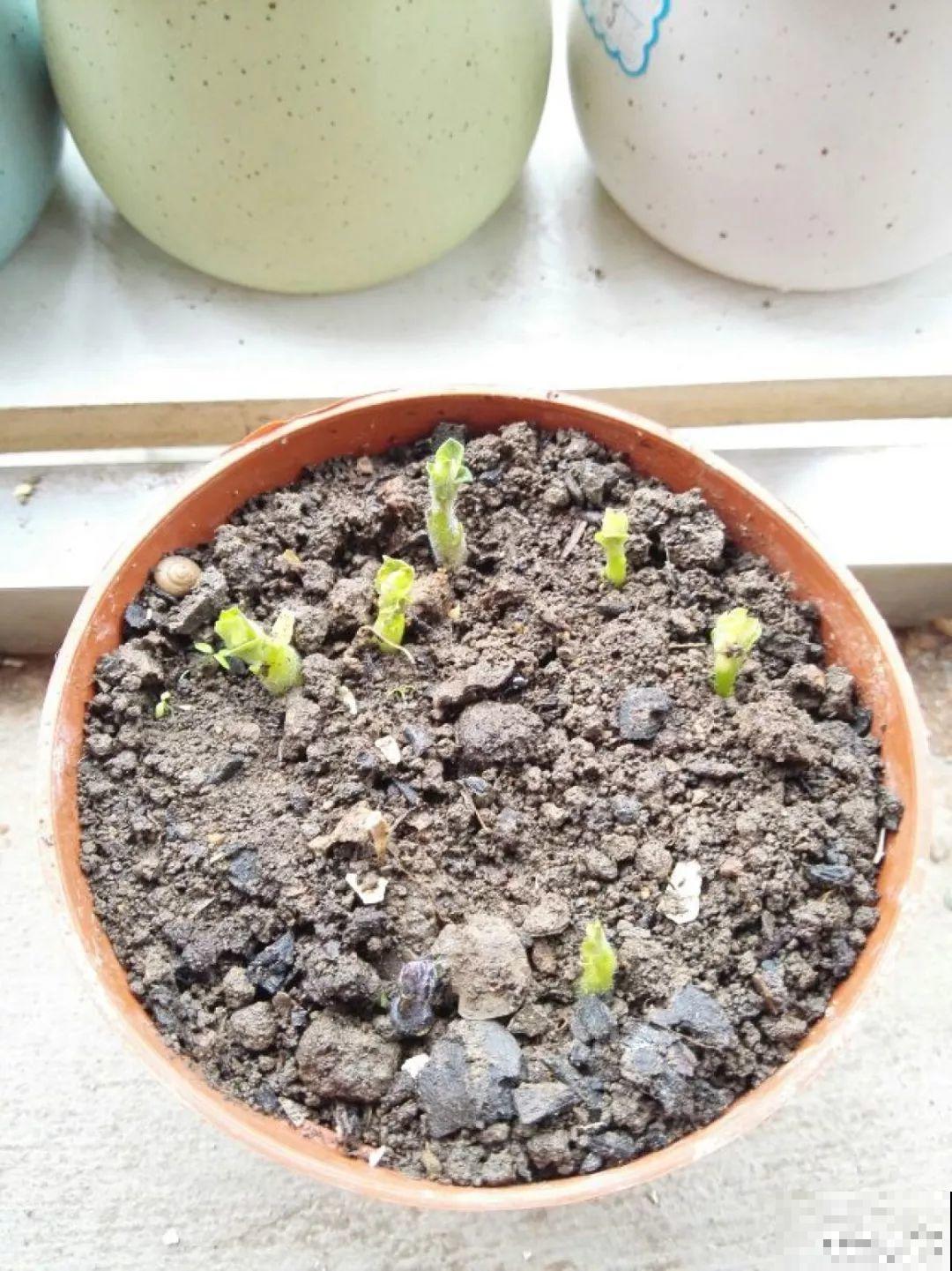 现在养盆它，10天变成小森林，过年就能上桌吃！