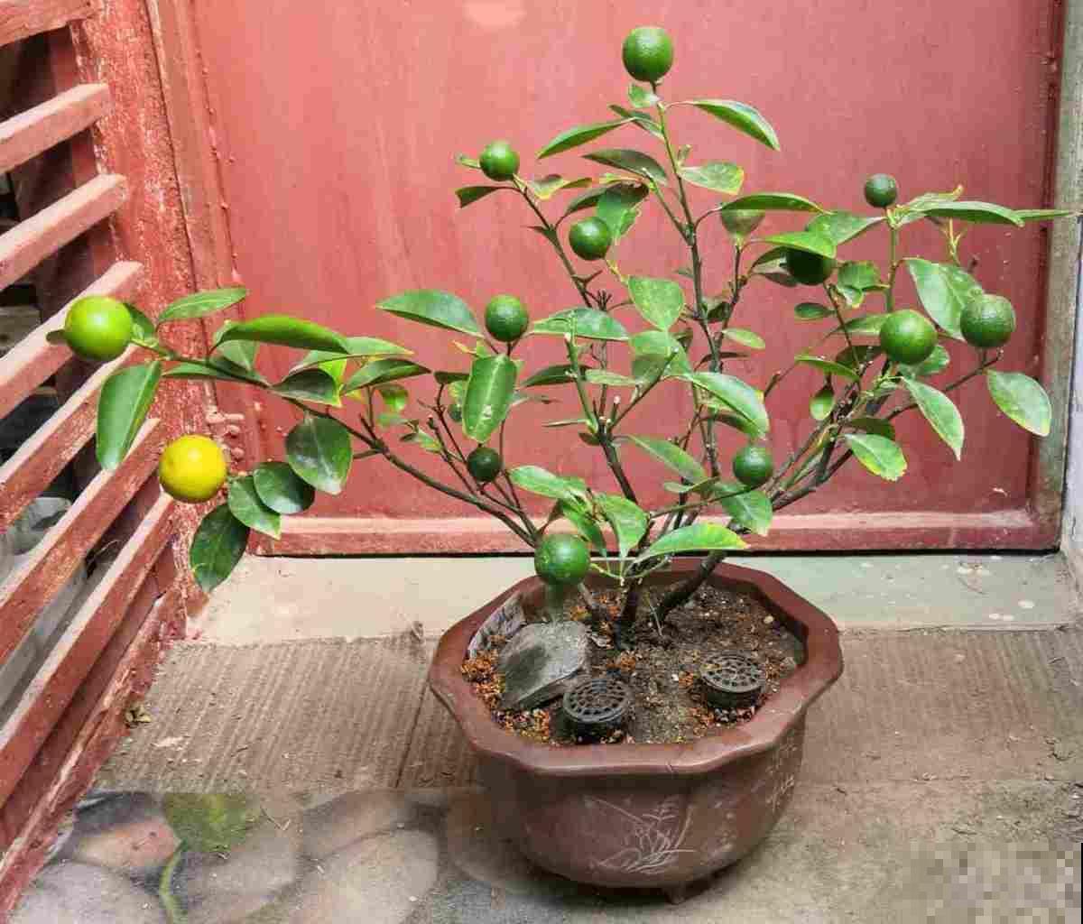冬日天寒地冻，家里就该养这几种圆润吉祥花，看着就温暖！