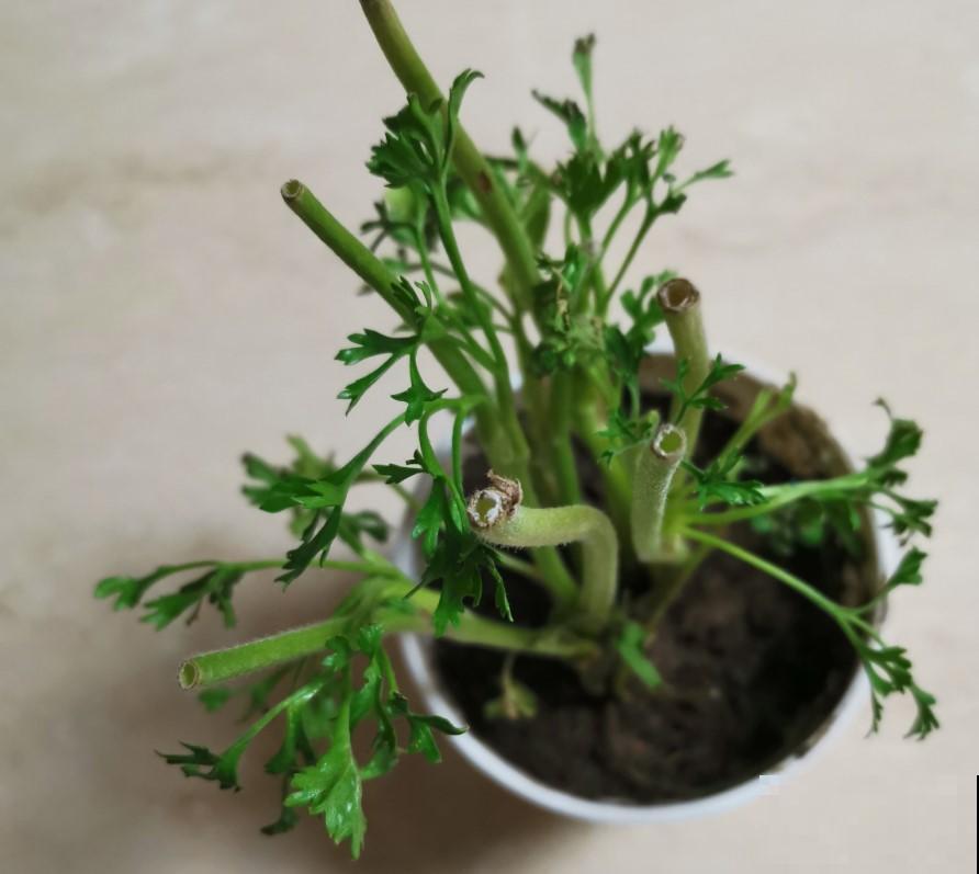 花毛茛叶子软成“烂芹菜”，出现倒伏别扔，还能开花！