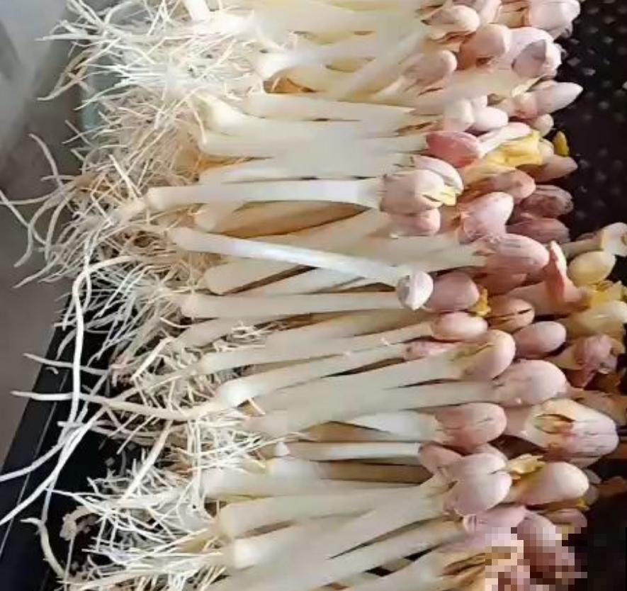 发芽的花生，用水养养就成小盆栽，比养花省事多了！