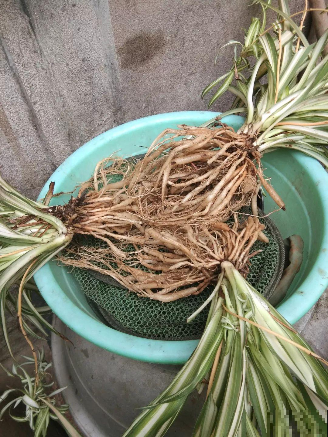 这花太能生,3年冒了25棵,敲破盆才能拿出来! 这花太能生,3年冒了25棵,敲破盆才能拿出来!