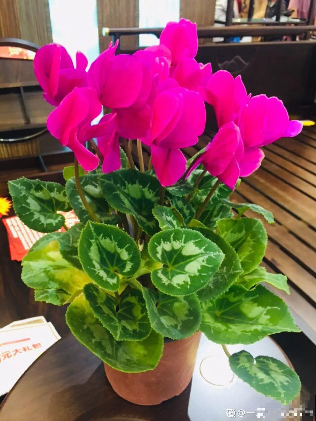7种花浇点“万能水”，3天黄叶变绿叶，呼呼开出满盆花！