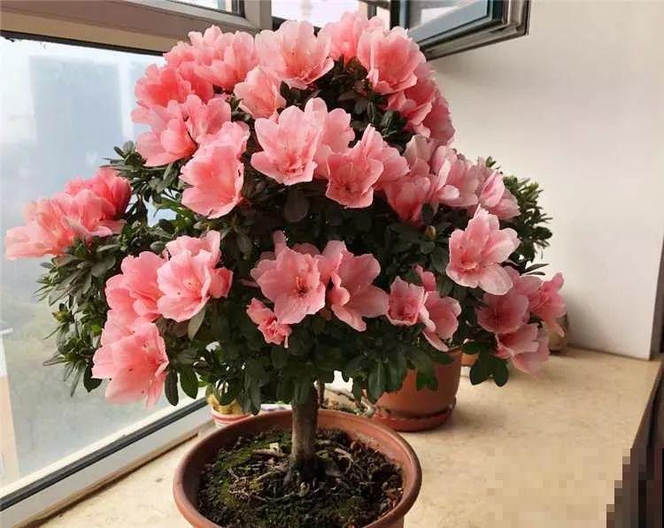 最受欢迎的花，修修剪剪，立马就变的不一样了