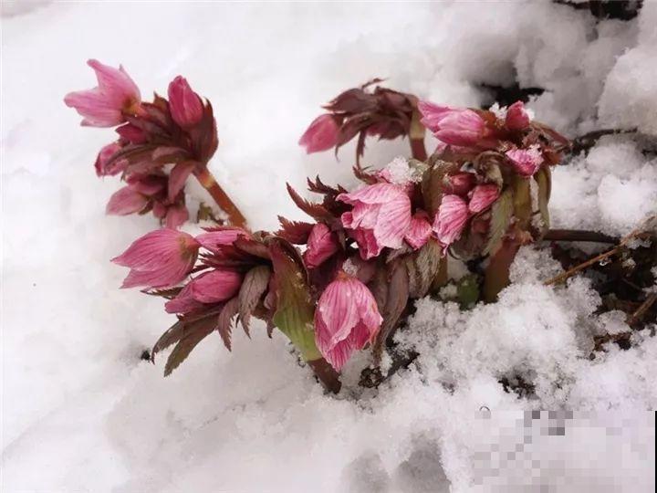 大雪天，只有这花还在继续开，真不是一般的抗冻！