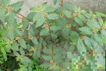 这野外杂草模样奇特，叶子像对精灵翅膀，花都开在草梗上！