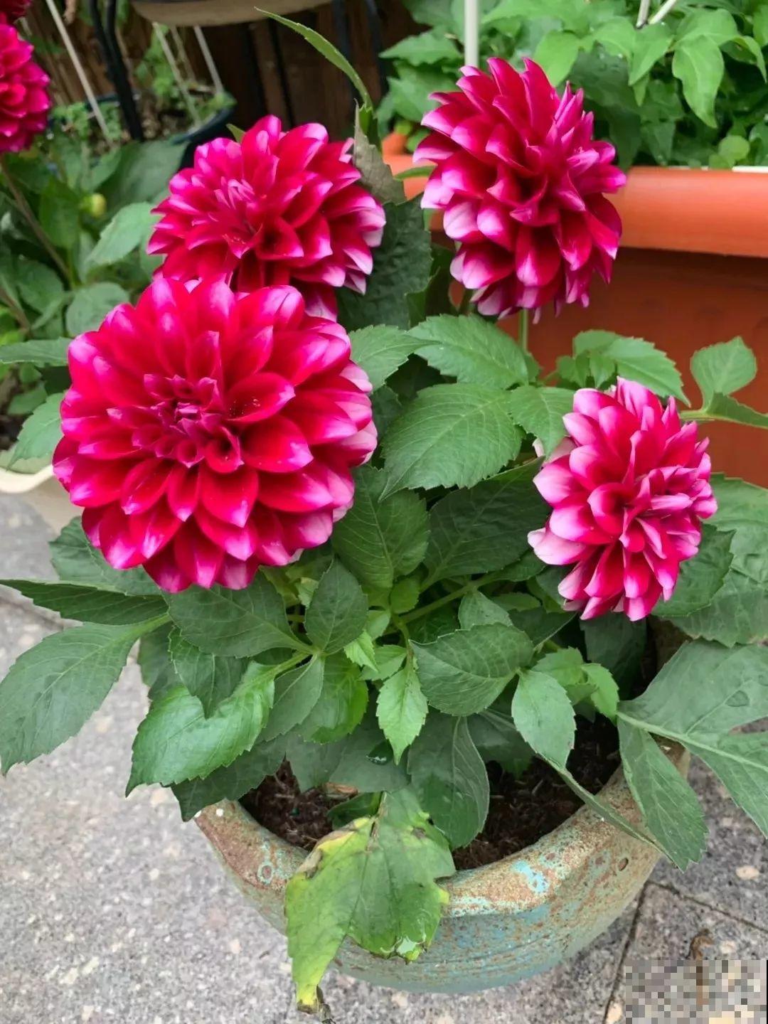 这花是新晋年宵花，室内室外都能养，能连开好几茬！