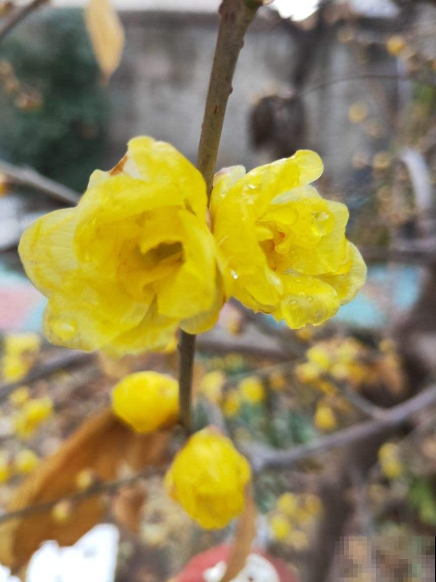 雪天也能开花的腊梅，零下10度照样能活，还是大热的年宵花
