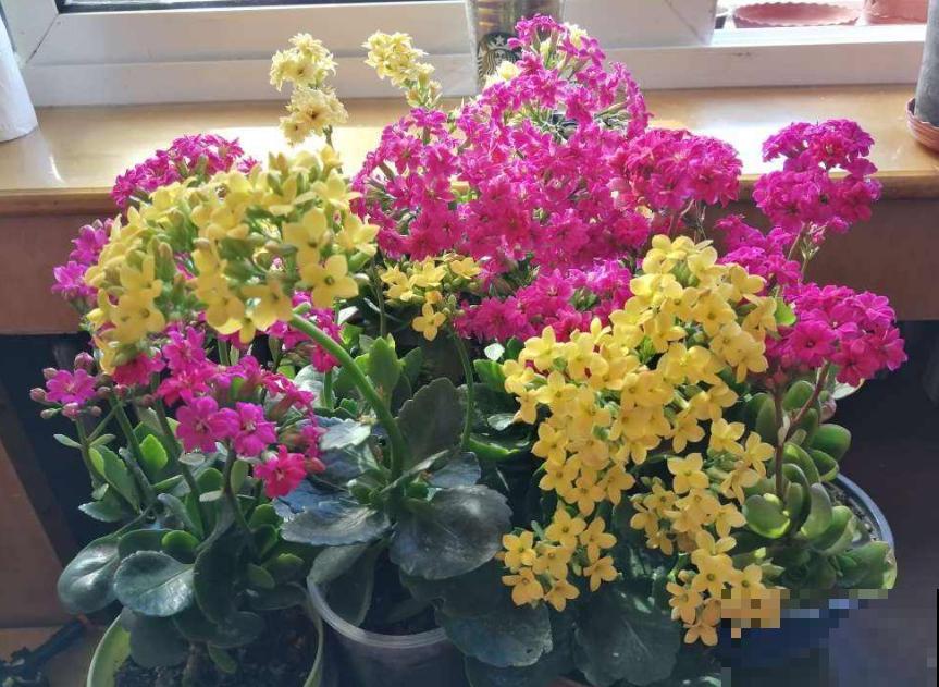 2种花枯死也别扔，砍一刀，分分钟爆10盆！