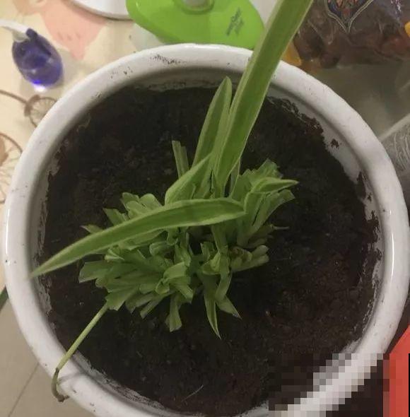 家里有这4种花，砍1刀能憋8个芽，两个月就爆盆！