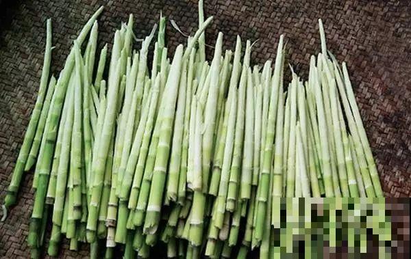 你吃过这种下完雷雨就冒头的野菜吗？身材像竹子，嫩芽又脆又甜！