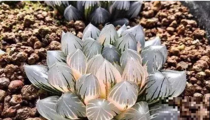 养玉露的小技巧，学一招，叶子透亮像小灯泡！