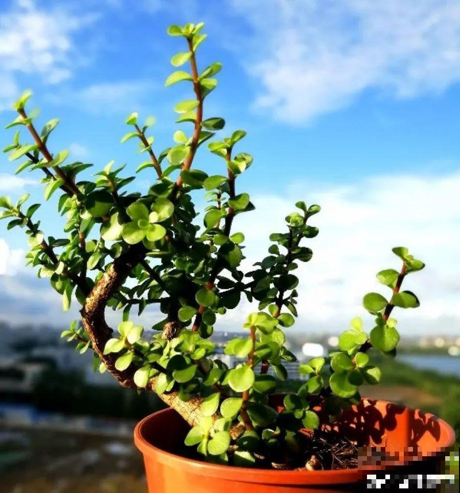 这8种花，其实都是多肉，旱着养才能长爆盆！