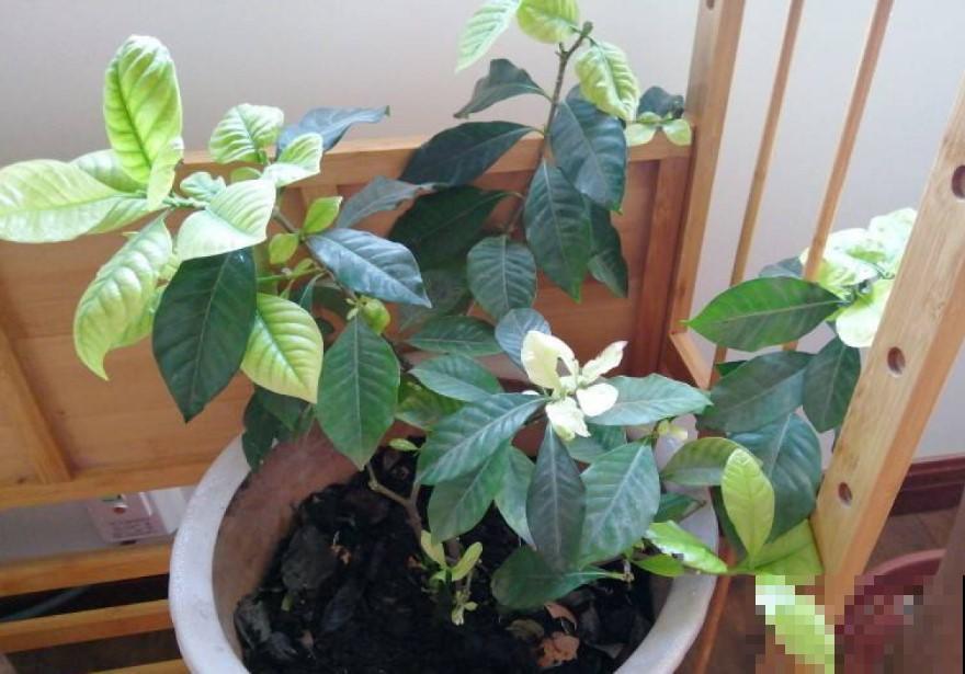 冬季栀子花不要修剪，新芽重新长，耐寒能力极其差！
