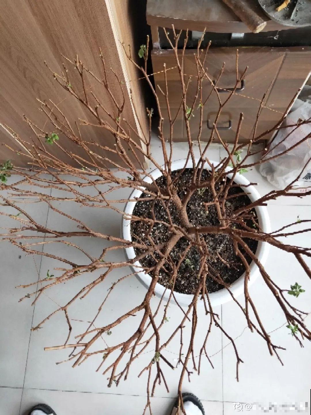 都说这花难养，10年不换盆，年年开花成宝贝！