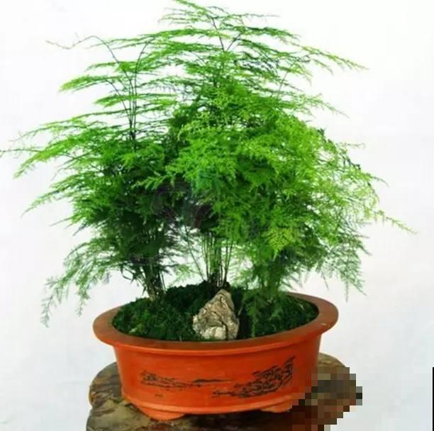 阳台面积小也没事，就选这5种花，玲珑可爱很好养！