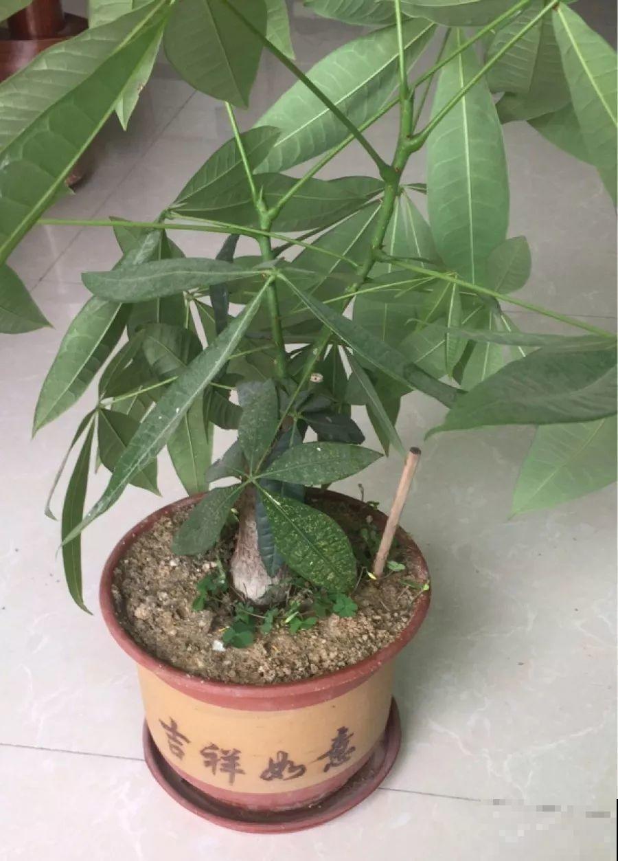 高价买的守家树，穷养才能长得旺，一盆能活20年！