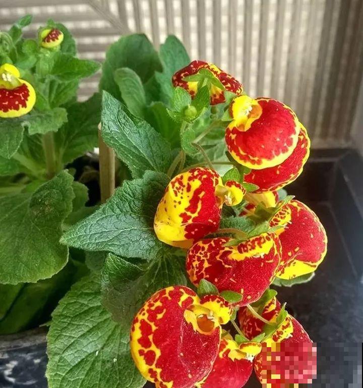 20种花再冷也不怕，过年正好开花，现在养还来得及！