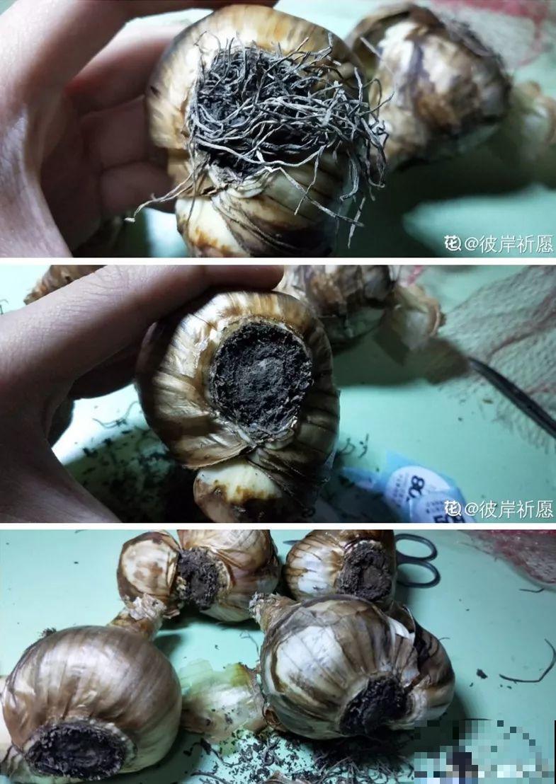 冬天养个大肚子花，不怕冷爱开花，放客厅最有气质！