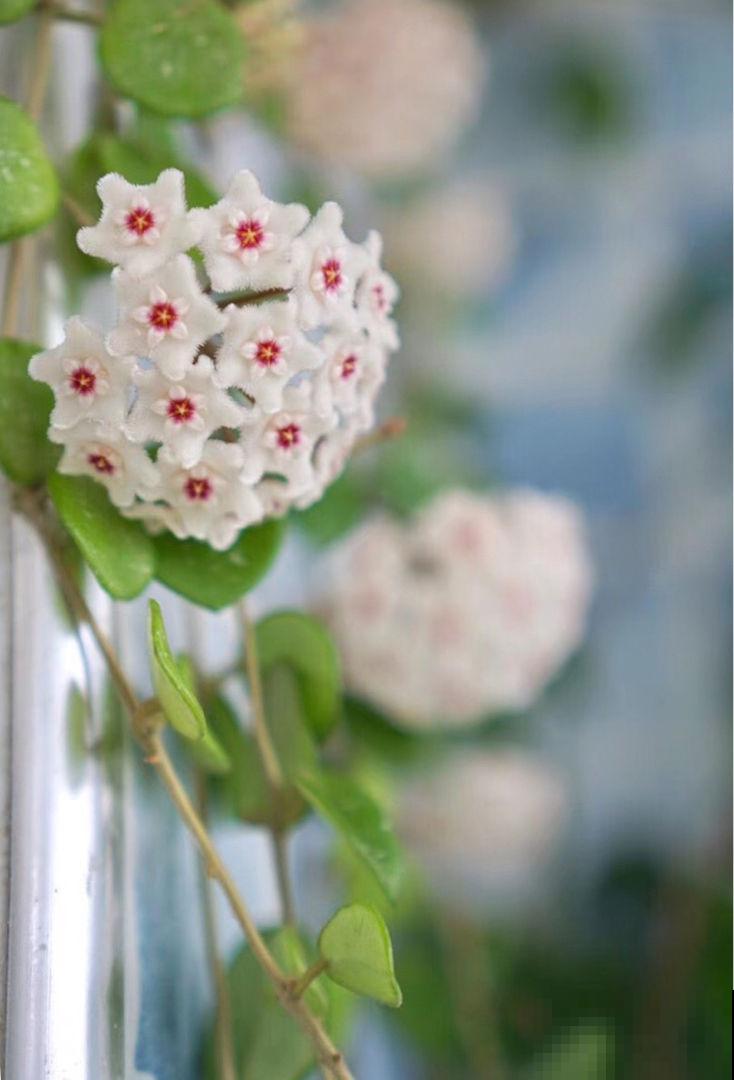 耐阴花就养它，开花像花球，满屋飘香
