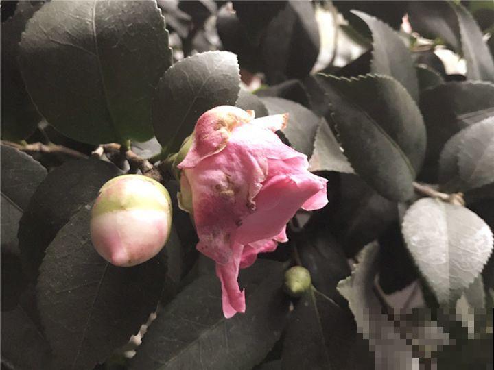 这花想要冬天开，就得狠心剪两刀，满树红花惹人爱！