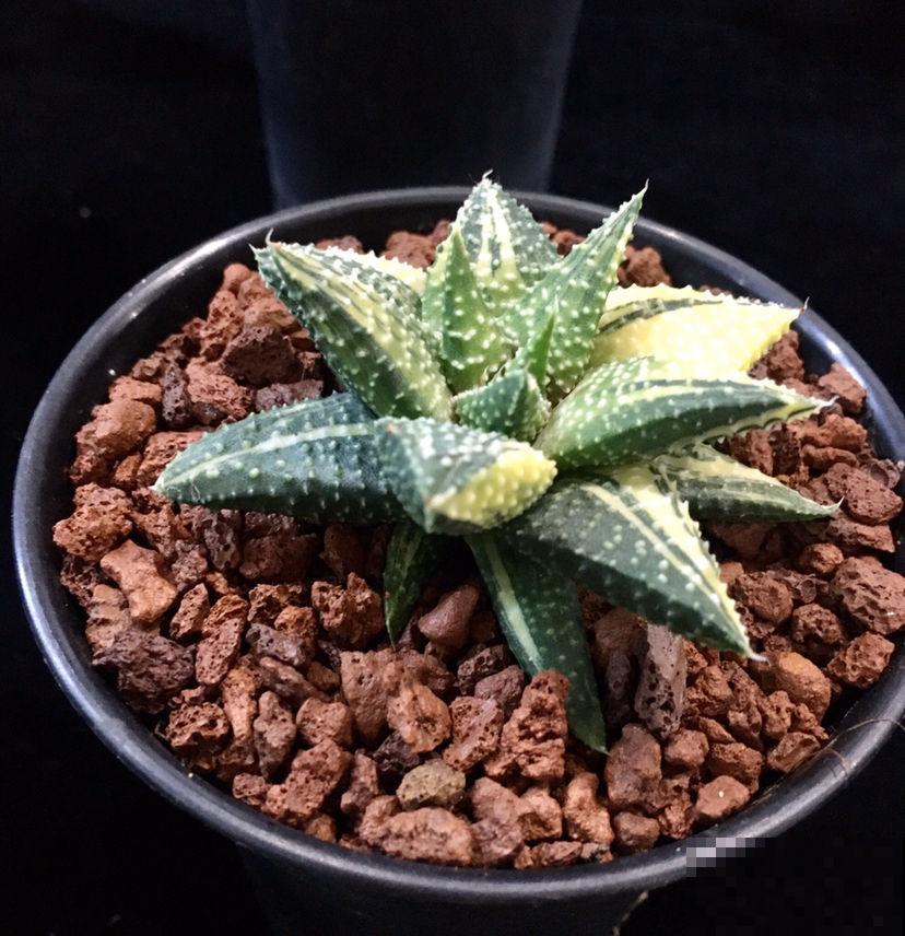 芦荟冬天这么养，一冬能长大好几倍，而且叶片饱满又硬实！