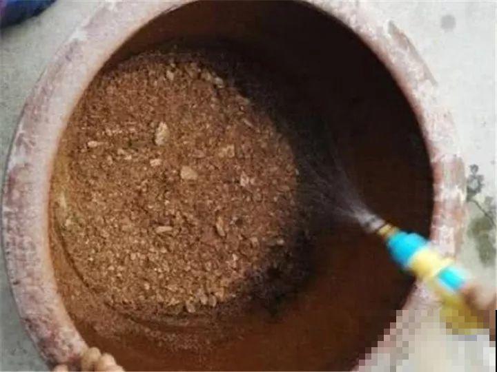 有了这4种肥料，三角梅长得壮壮的，一年能开好几茬！