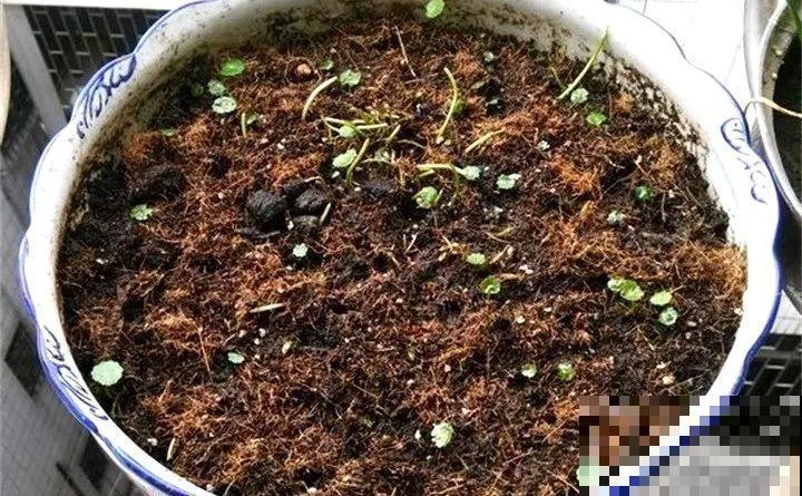 最怕冷的花，一降温就黄叶子，再不管只剩盆了！