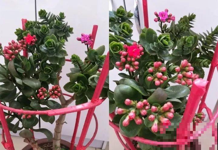 长寿花搬回家，记住“四不要”，免得掉得满地都是花苞！