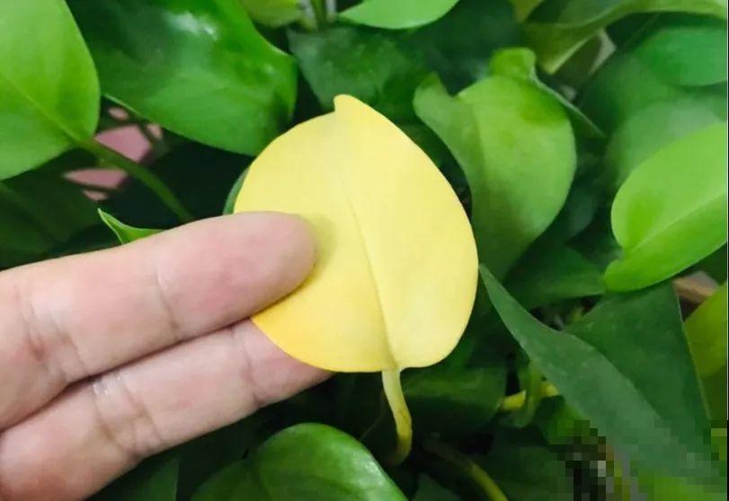 这12种花冬天小心着点养，没有暖气，一个晚上就冻死！