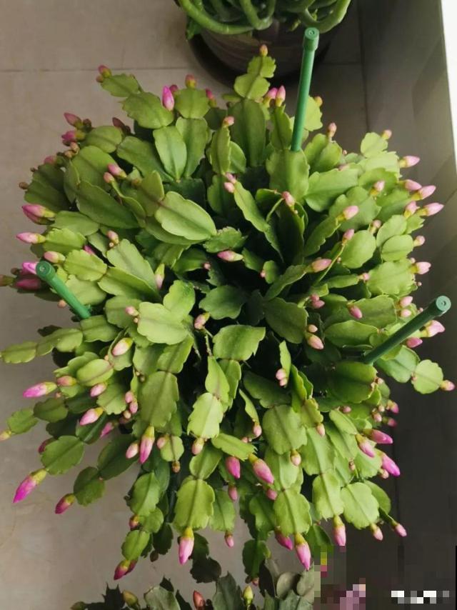 蟹爪兰刚开花，他把30个花苞全摘了，真心疼！