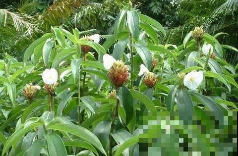 你吃过这种下完雷雨就冒头的野菜吗？身材像竹子，嫩芽又脆又甜！
