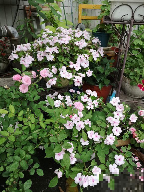 非洲凤仙花，比月季好看又好养，一年四季开花不断！