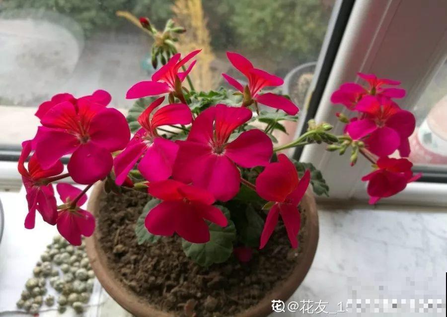 这7种花能开小半年，一茬接一茬，也不嫌累的慌！