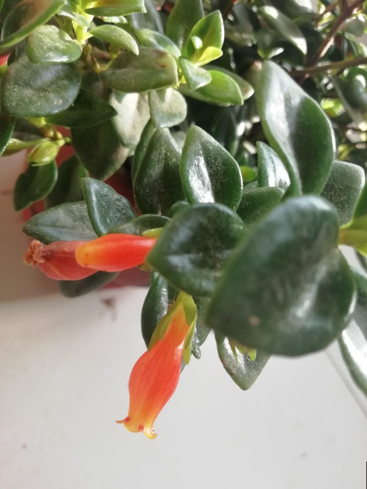 萌萌哒的金鱼吊兰冬天咋养？这几点记住了，小花几天就开满盆！